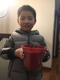 叶